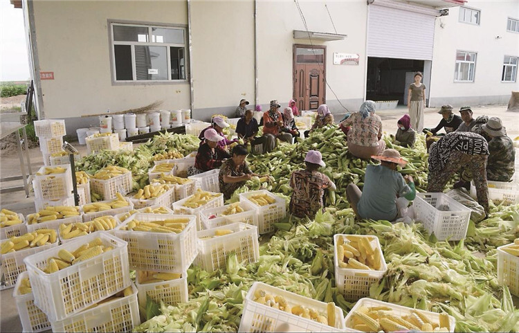 杏彩体育平台辉南县推进农业产业高质量发展(图1)