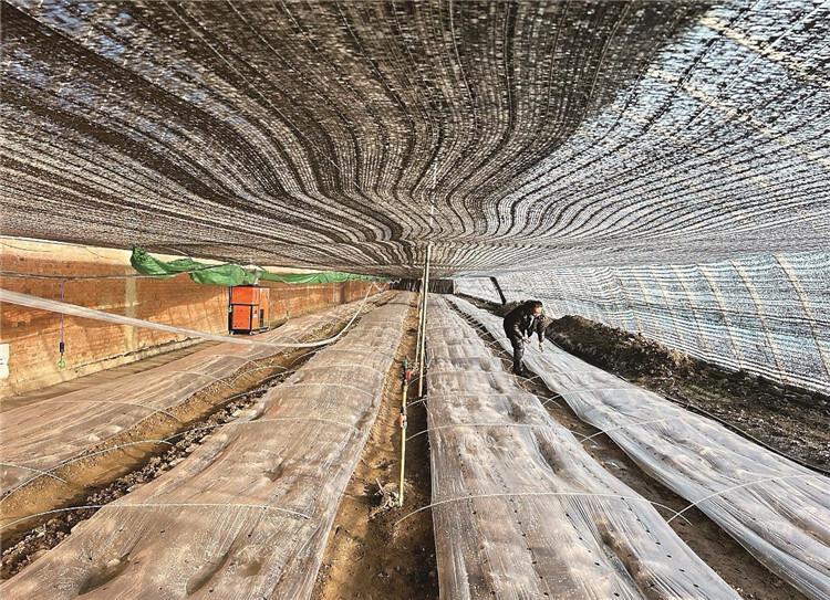 杏彩体育平台辉南县推进农业产业高质量发展(图2)